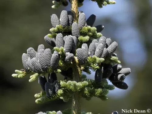 Abies amabilis - Abete amabile