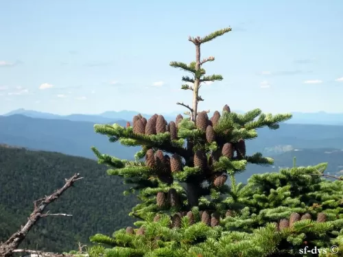 Abies balsamea var. phanerolepis - Abete di Canaan, Abete balsamico bratteato 