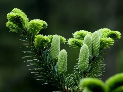 Abies beshanzuensis - Abete Baishanzu