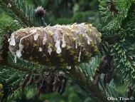 Abies bornmuelleriana  