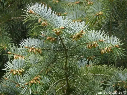 Abies bracteata - Abete Santa Lucia