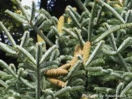 Abies cephalonica  