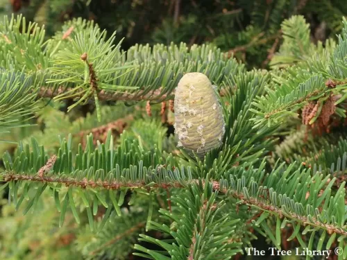 Abies chensiensis - Abete di Schensi