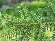 Abies durangensis var. coahuilensis  