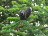 Abies delavayi   