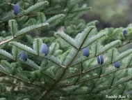 Abies densa  
