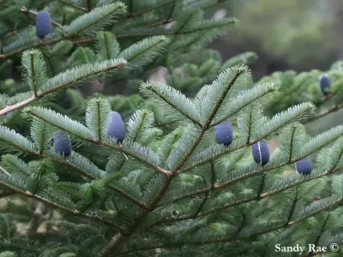 Abies densa - Abete del Bhutan