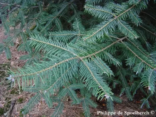 Abies durangensis - Abete Durango