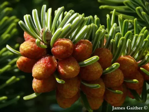 Abies equi-trojani - Abete Trojan