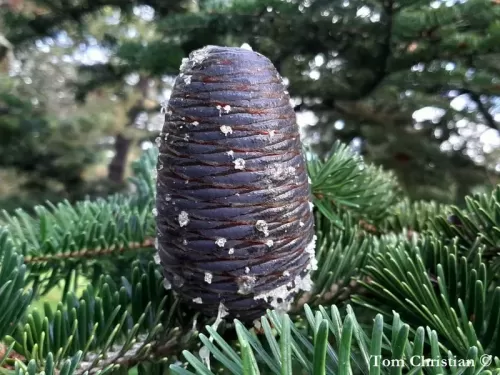 Abies recurvata var. ernestii - Abete di Ernest