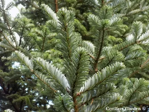 Abies fanjingshanensis - Abete Fanjing Shan