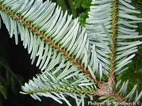 Abies fargesii - Abete di Farges