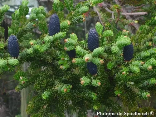 Abies fargesii var. faxoniana - Abete di Faxon