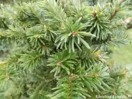Abies forrestii var. ferreana