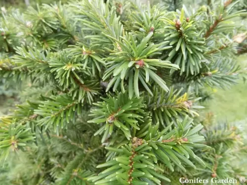 Abies forrestii var. ferreana - Abete di Ferré