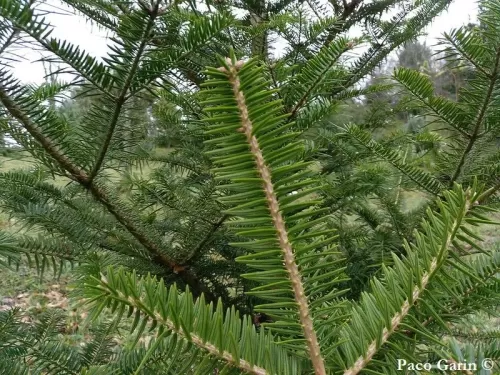 Abies firma - Abete giapponese, Abete momi