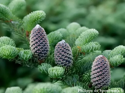 Abies fraseri - Abete di Fraser