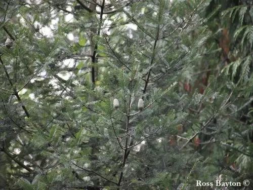 Abies guatemalensis - Abete del Guatemala