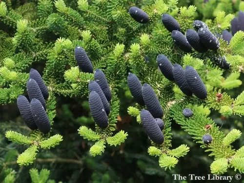 Abies homolepis - Abete Nikko