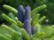 Abies kawakamii 