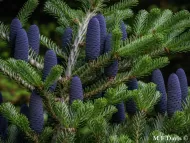 Abies koreana 
