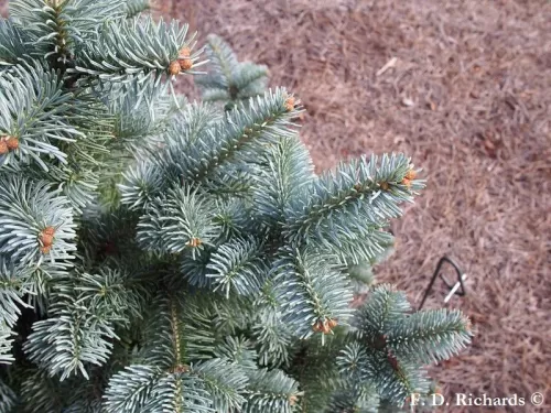 Abies lasiocarpa var. arizonica - Abete sughero, Abete Delle Rocce Dell'Arizona
