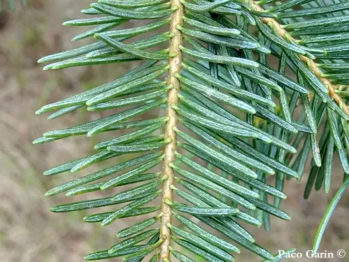 Abies concolor var. lowiana - Abete di Low