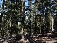 Abies magnifica var. shastensis 