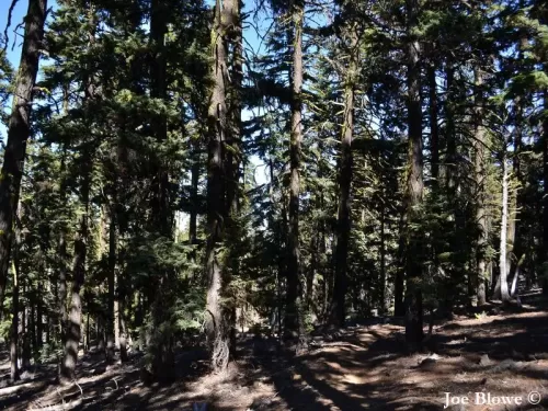Abies magnifica var. shastensis - Abete Shasta