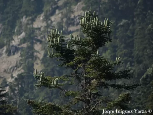 Abies pinsapo var. marocana - Abete del Marocco