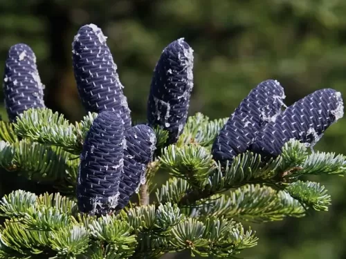 Abies nephrolepis - Abete bianco siberiano, Abete della Siberia orientale