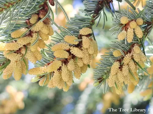 Abies nordmanniana - Abete di Nordmann, Abete del Caucaso 