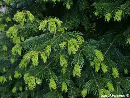 Abies pindrow - Abete Pindrow