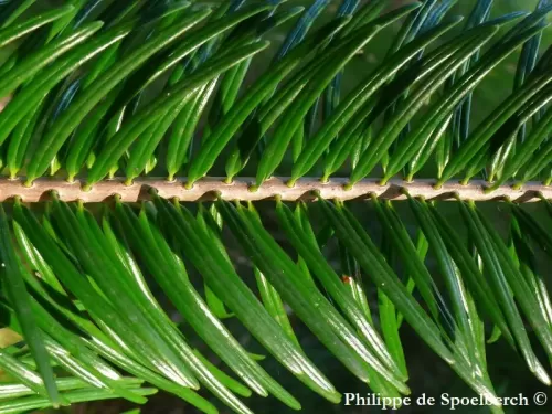 Abies chensiensis subsp. salouenensis - Abete Salween