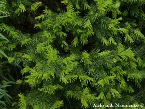 Abies sibirica subsp. semenovii - Abete Tien Shan