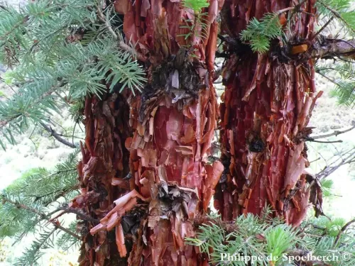 Abies squamata - Abete squamato, Abete fioccato