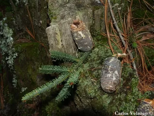 Abies vejarii - Abete di Vejar