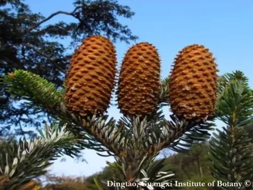 Abies yuanbaoshanensis - Abete Yuanbao Shan 
