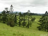 Araucaria cunninghamii