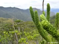 Araucaria muelleri 
