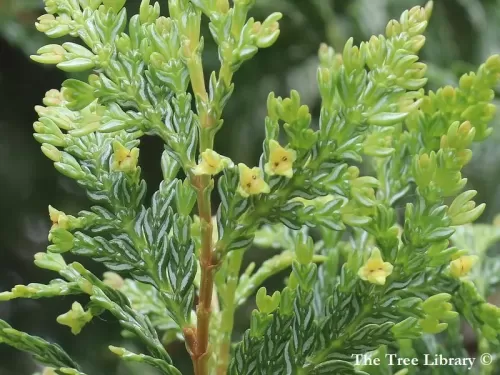 Austrocedrus chilensis - Cedro cileno, Ciprés de la Cordillera
