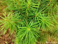 Cathaya argyrophylla 