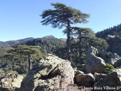 Cedrus atlantica - Cedro dell'Atlante, Cedro del Atlas 