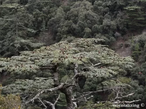 Cedrus libani var. brevifolia - Cedro di Cipro 