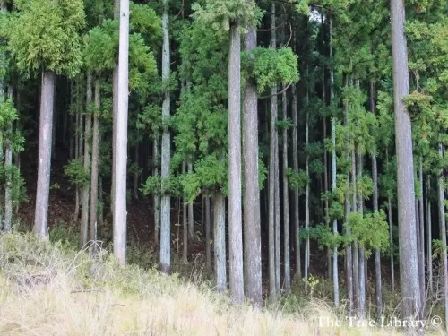 Cryptomeria japonica - Cedro Giapponese, Sugi