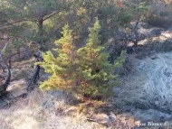 Cupressus goveniana var. abramsiana