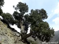 Cupressus atlantica 