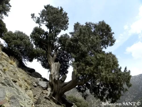 Cupressus atlantica - Cipresso del Marocco