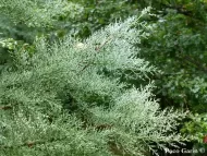 Cupressus chengiana 