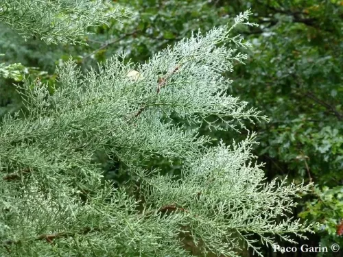 Cupressus chengiana - Cipresso di Cheng
